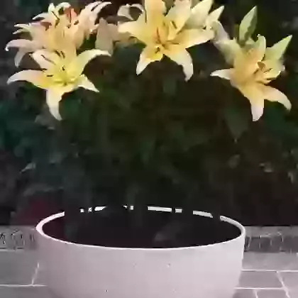 Oriental Lilies for Pots